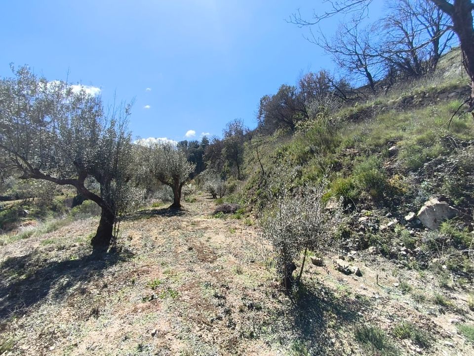Herregård i Alcoleja, Alicante - bilde 5